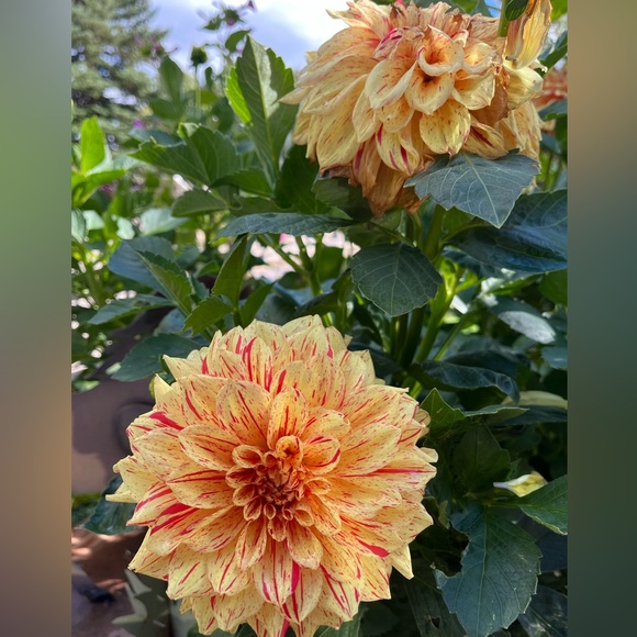 Meet your Posher, Rochelle - Picture 15 of 16